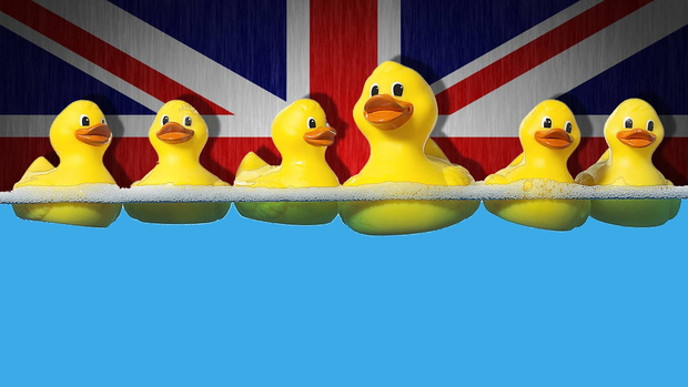 Duck
